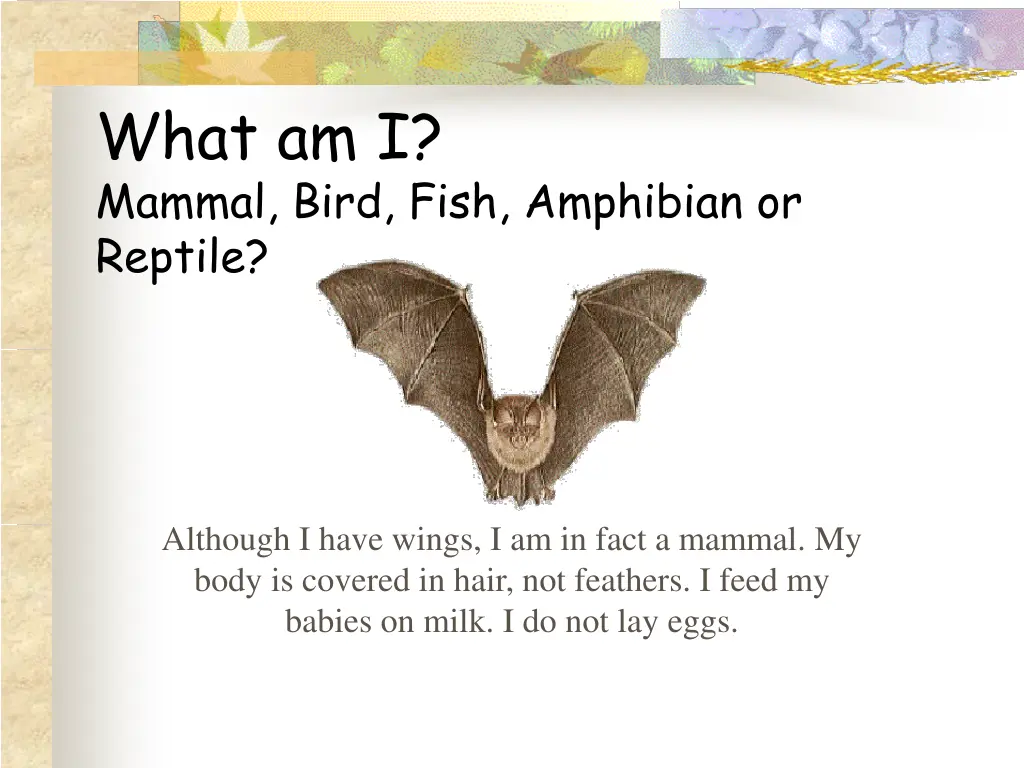 what am i mammal bird fish amphibian or reptile