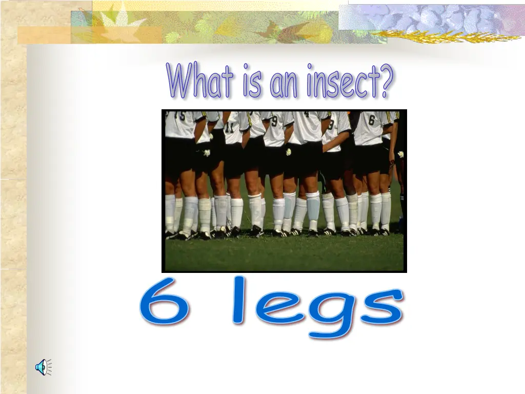 what is an insect 1