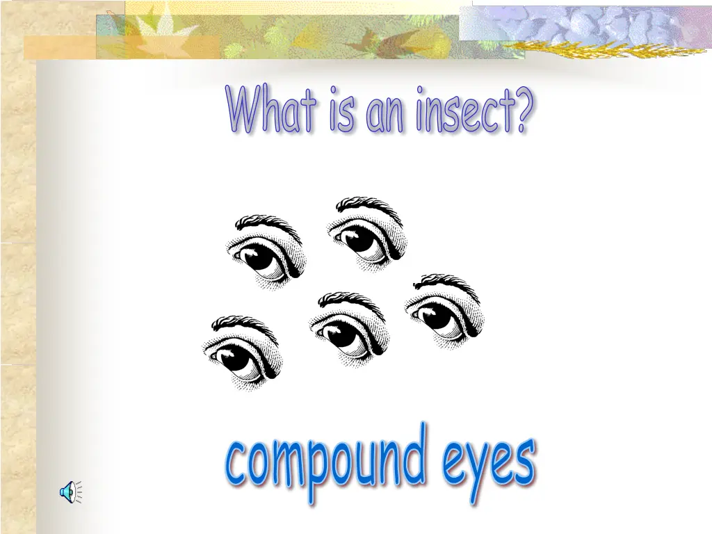 what is an insect 2