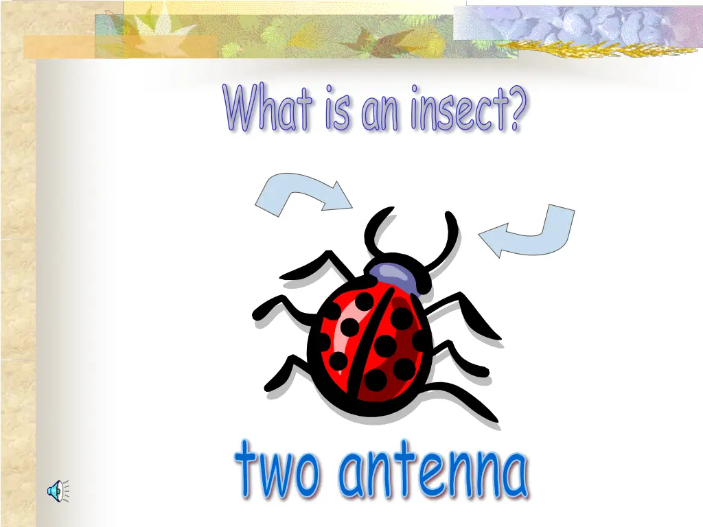 what is an insect 3