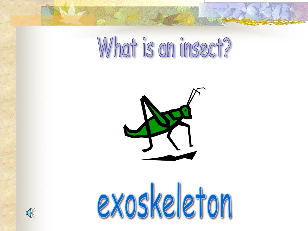 what is an insect 4