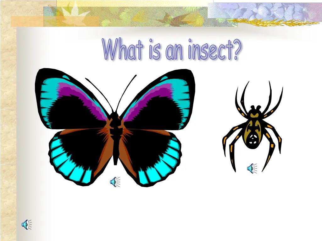 what is an insect 5