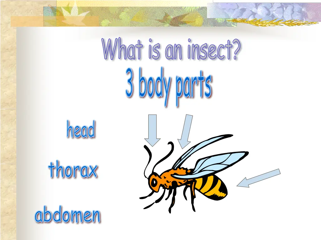 what is an insect