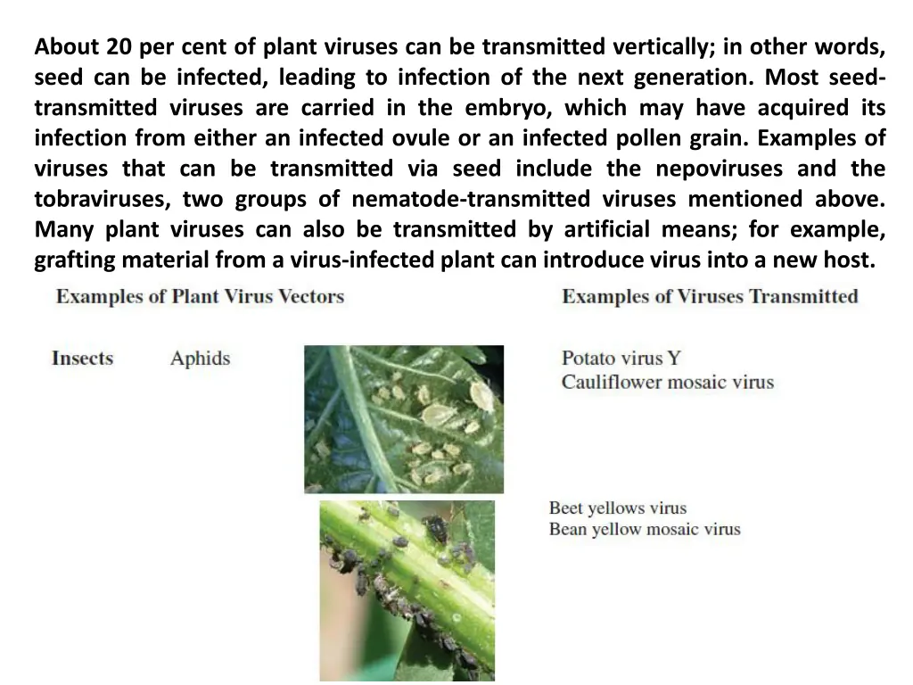 about 20 per cent of plant viruses