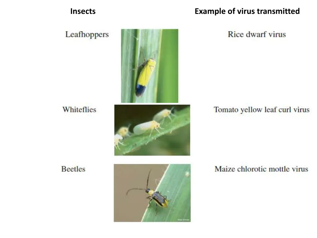 insects example of virus transmitted