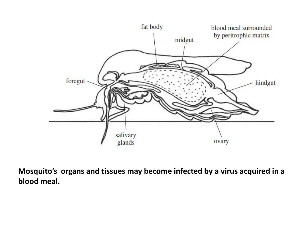 mosquito s organs and tissues may become infected