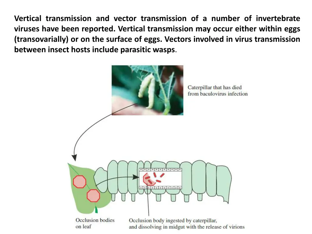 vertical transmission and vector transmission