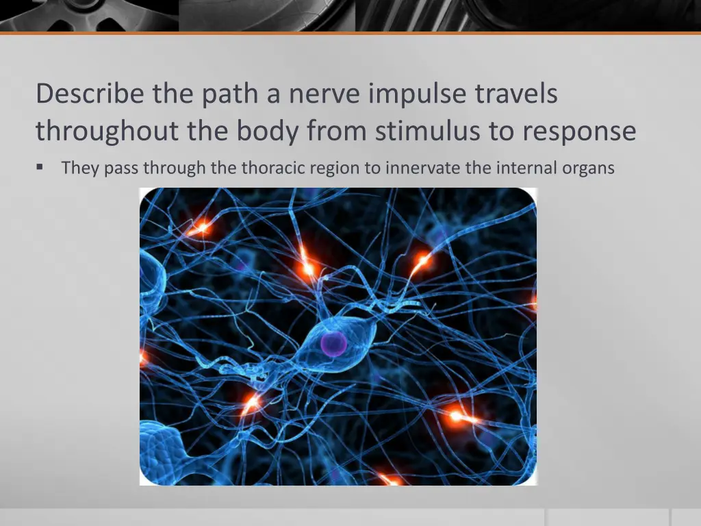 describe the path a nerve impulse travels