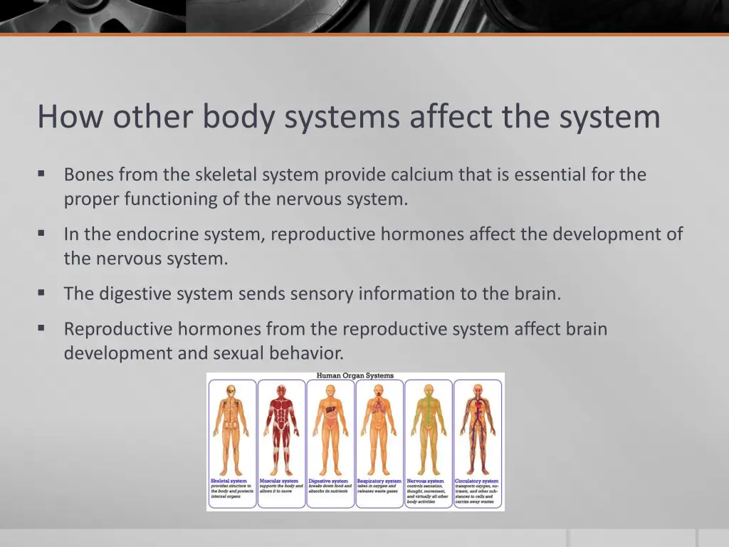 how other body systems affect the system