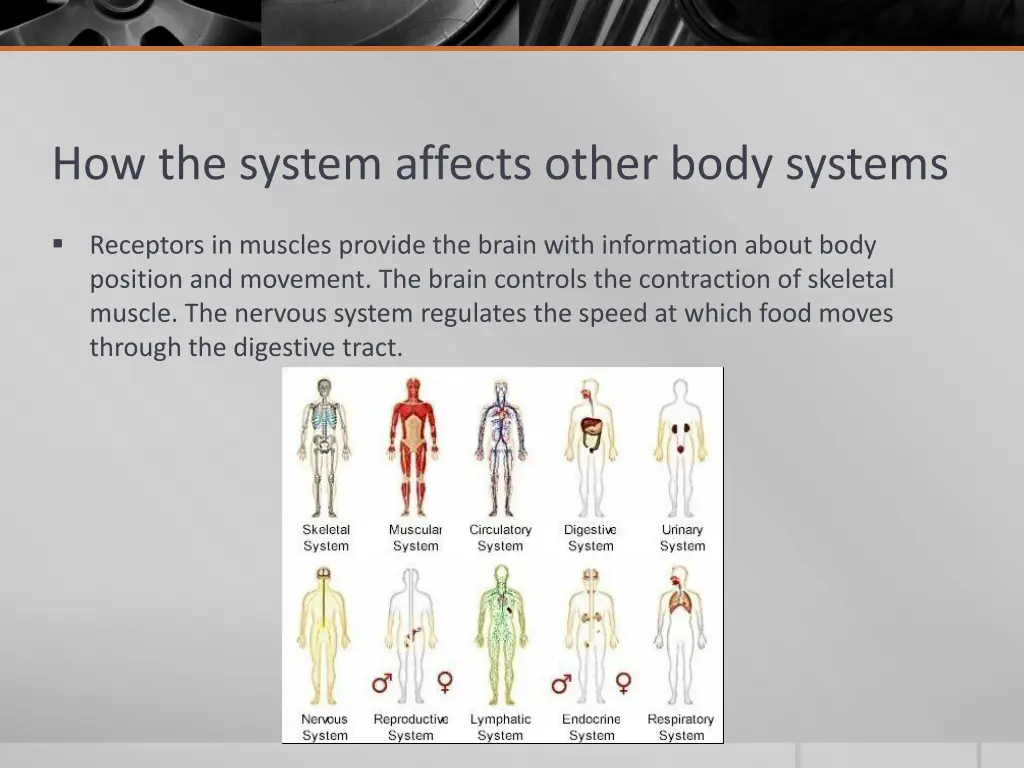 how the system affects other body systems