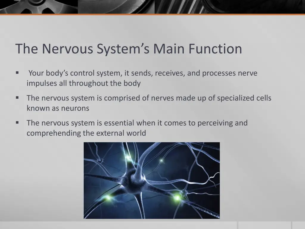 the nervous system s main function