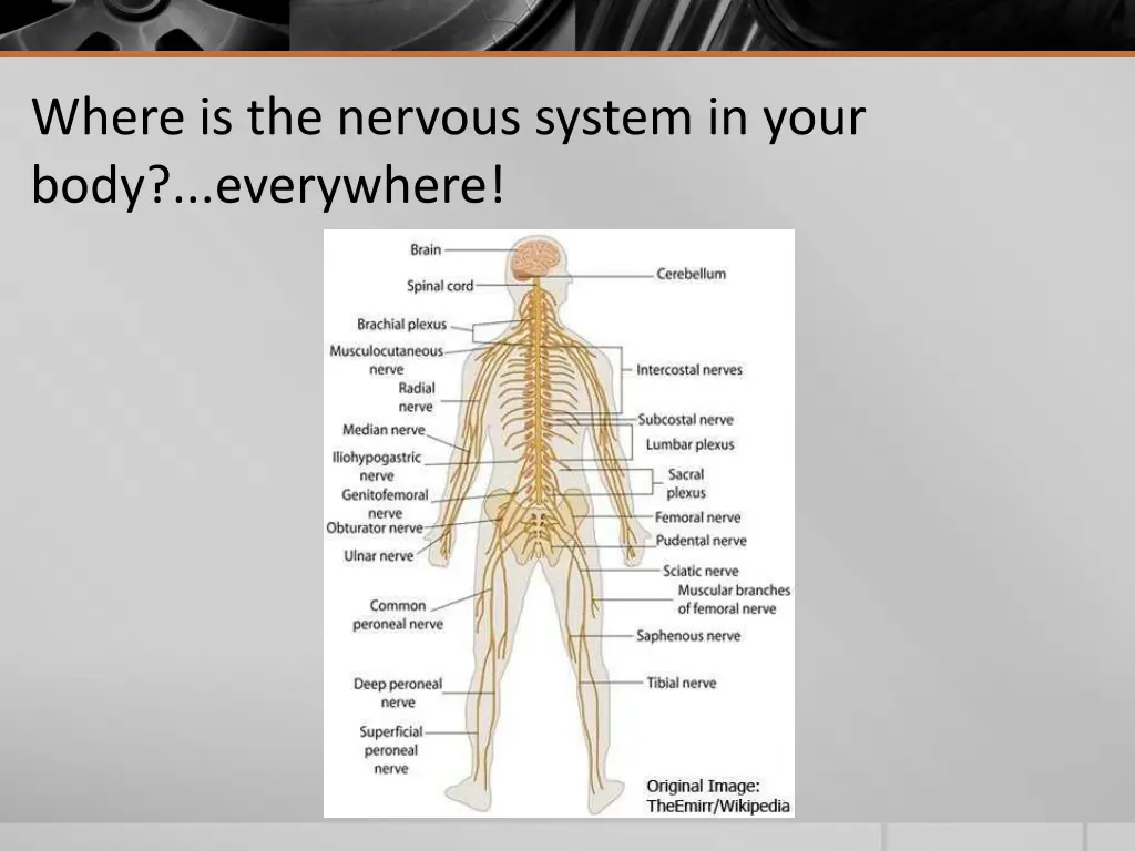 where is the nervous system in your body