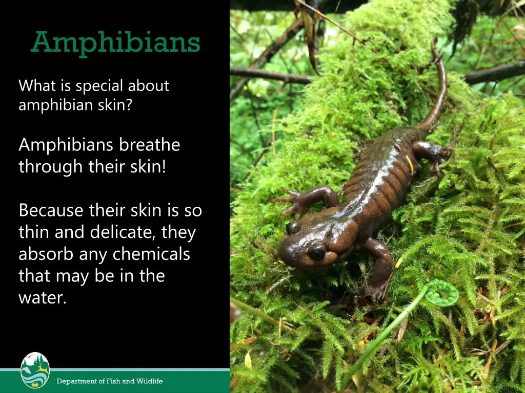 amphibians 1