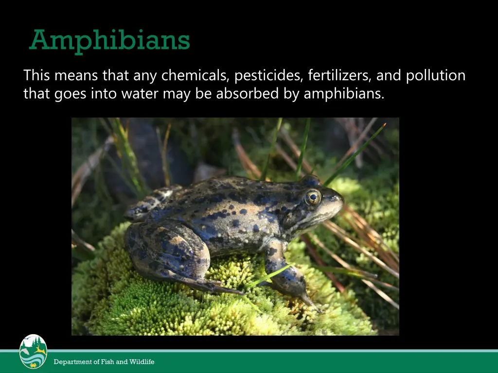 amphibians 2