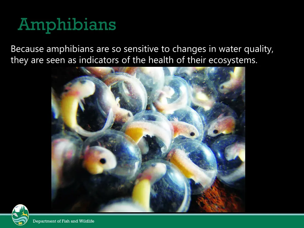 amphibians 3