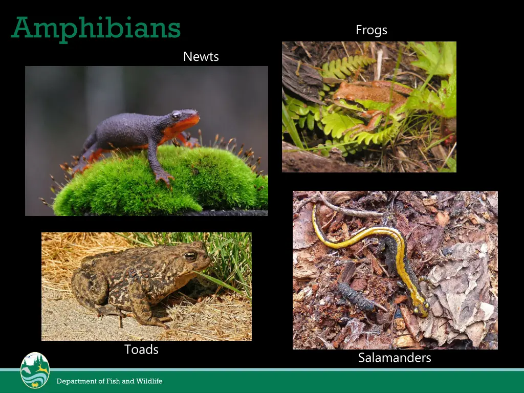 amphibians