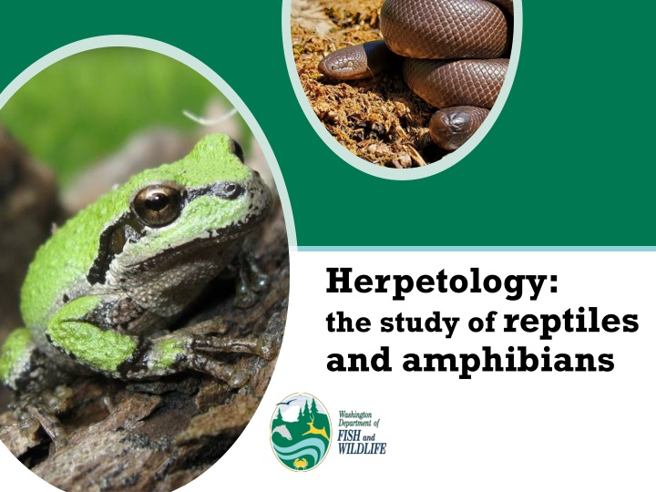 herpetology the study of reptiles and amphibians