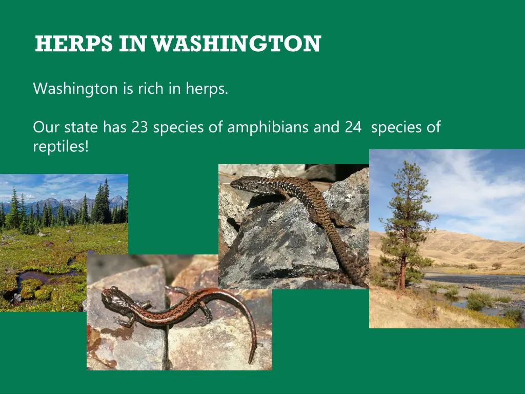 herps in washington