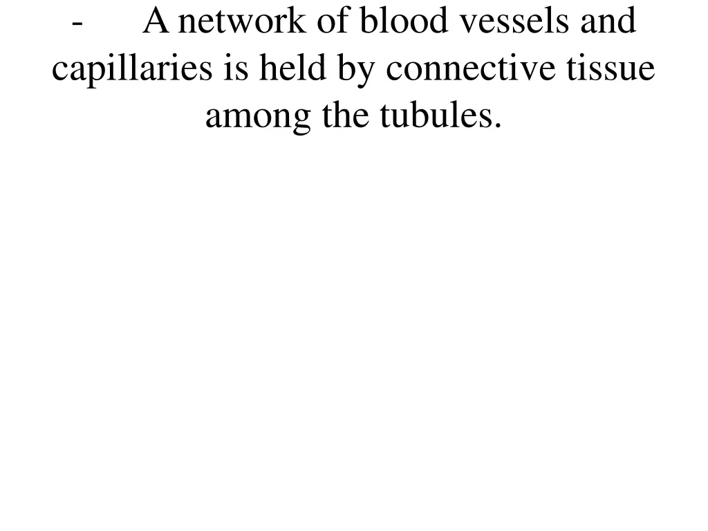 a network of blood vessels and capillaries