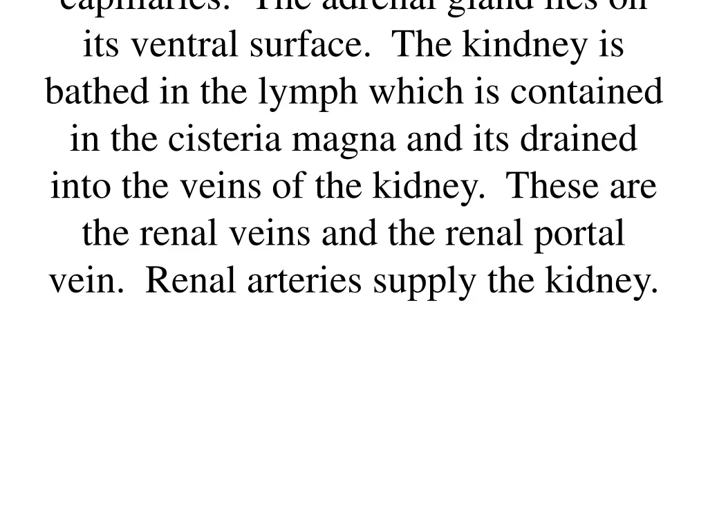 capillaries the adrenal gland lies on its ventral