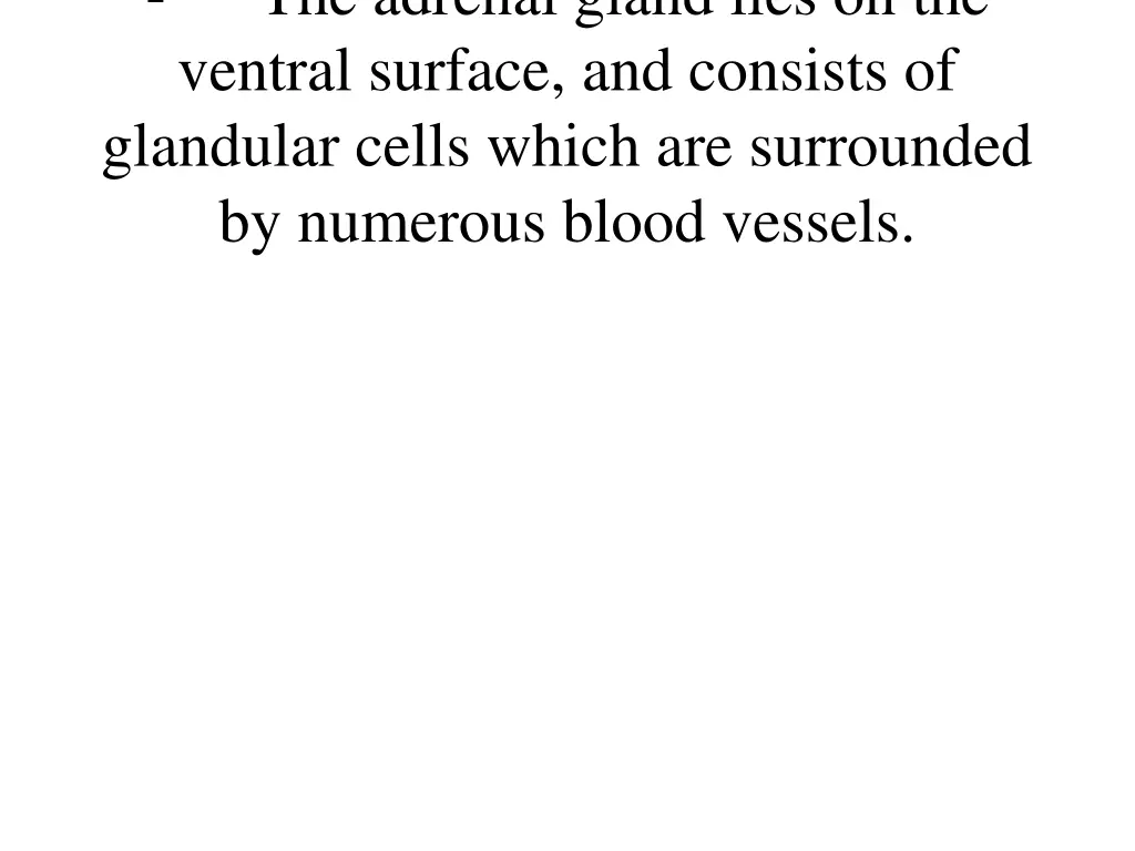 the adrenal gland lies on the ventral surface