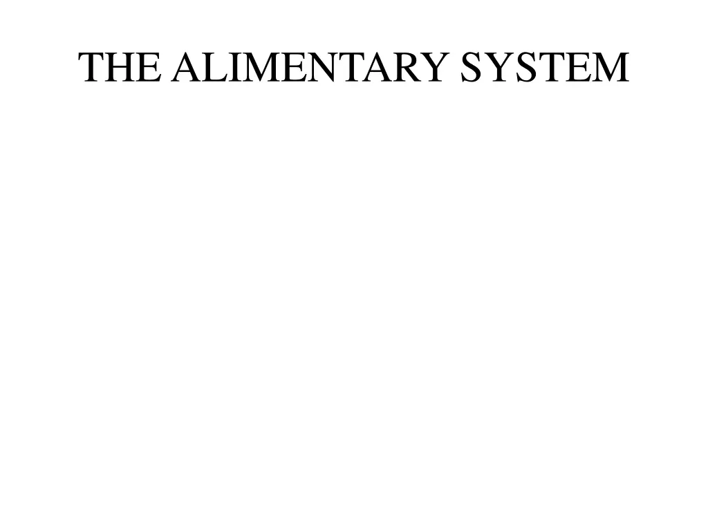 the alimentary system