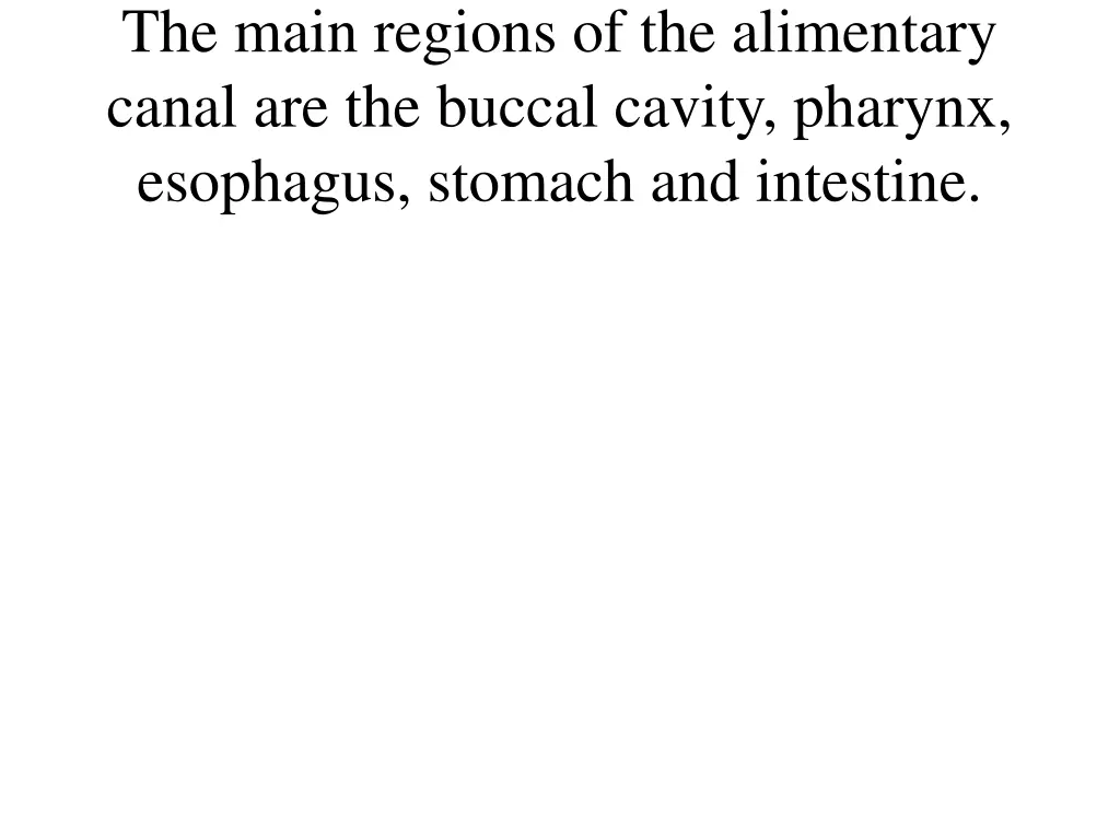 the main regions of the alimentary canal