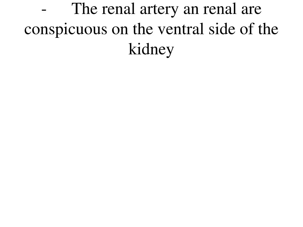 the renal artery an renal are conspicuous