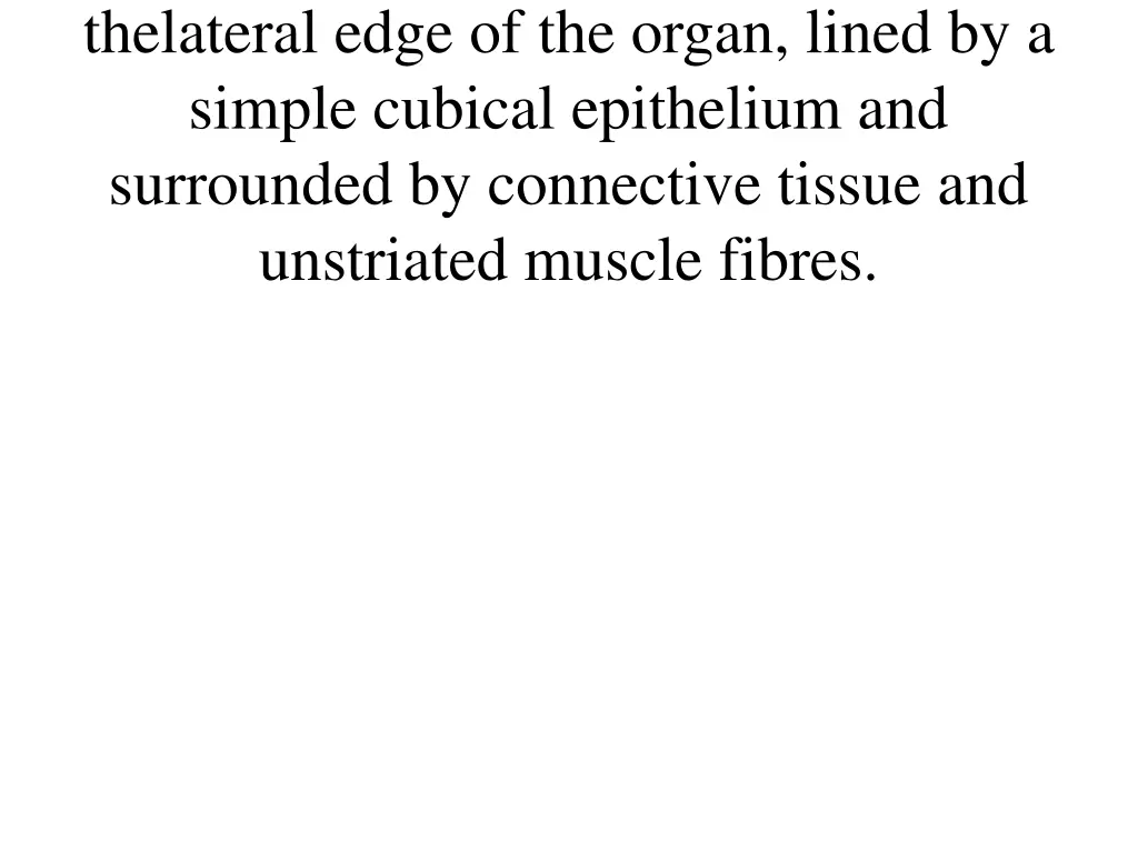 thelateral edge of the organ lined by a simple