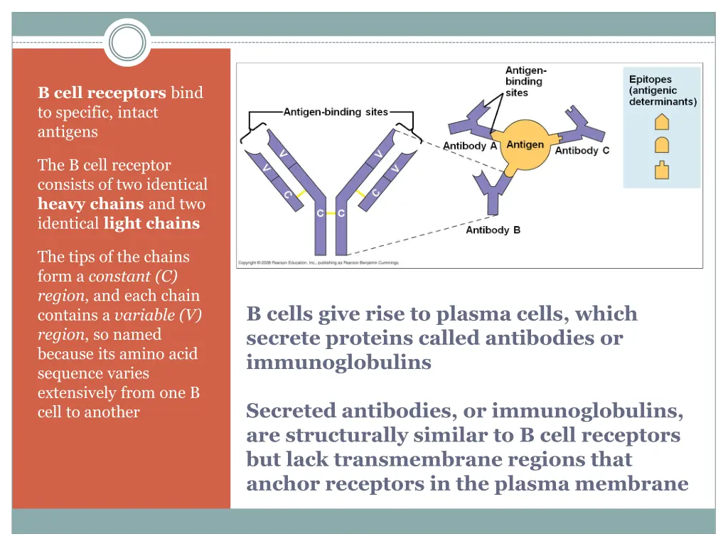 b cell receptors bind to specific intact antigens