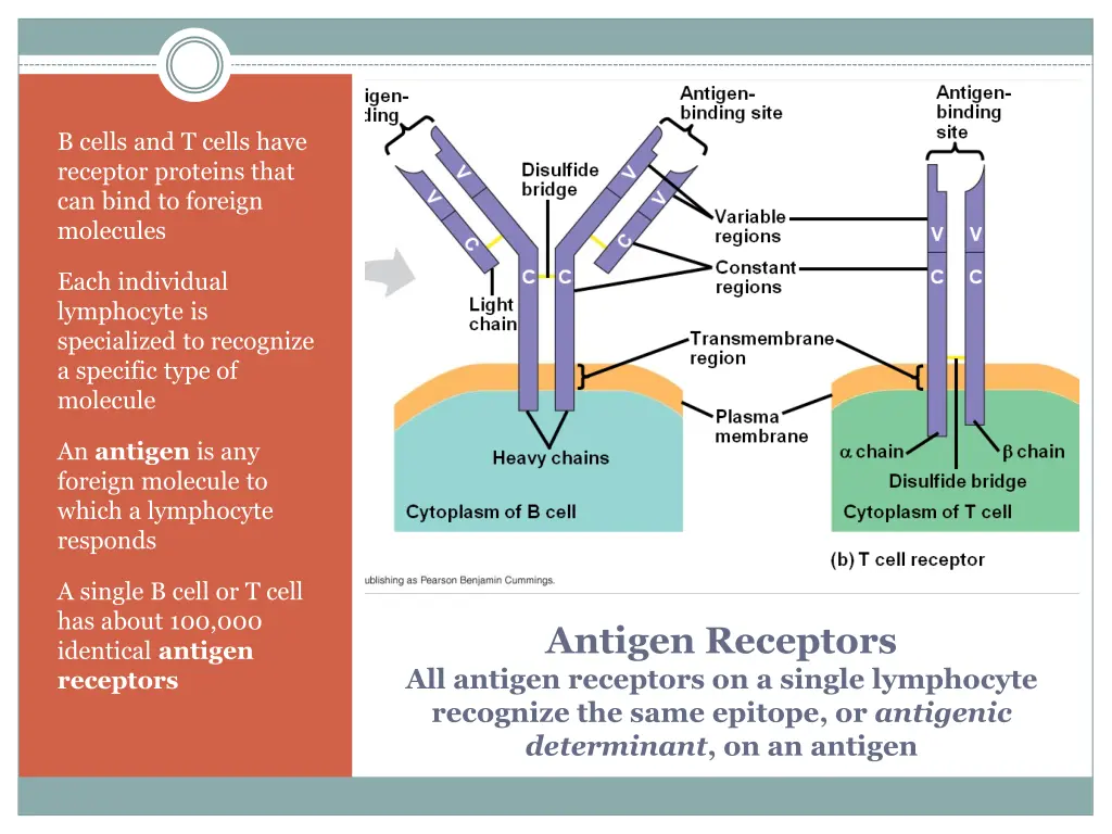 b cells and t cells have receptor proteins that