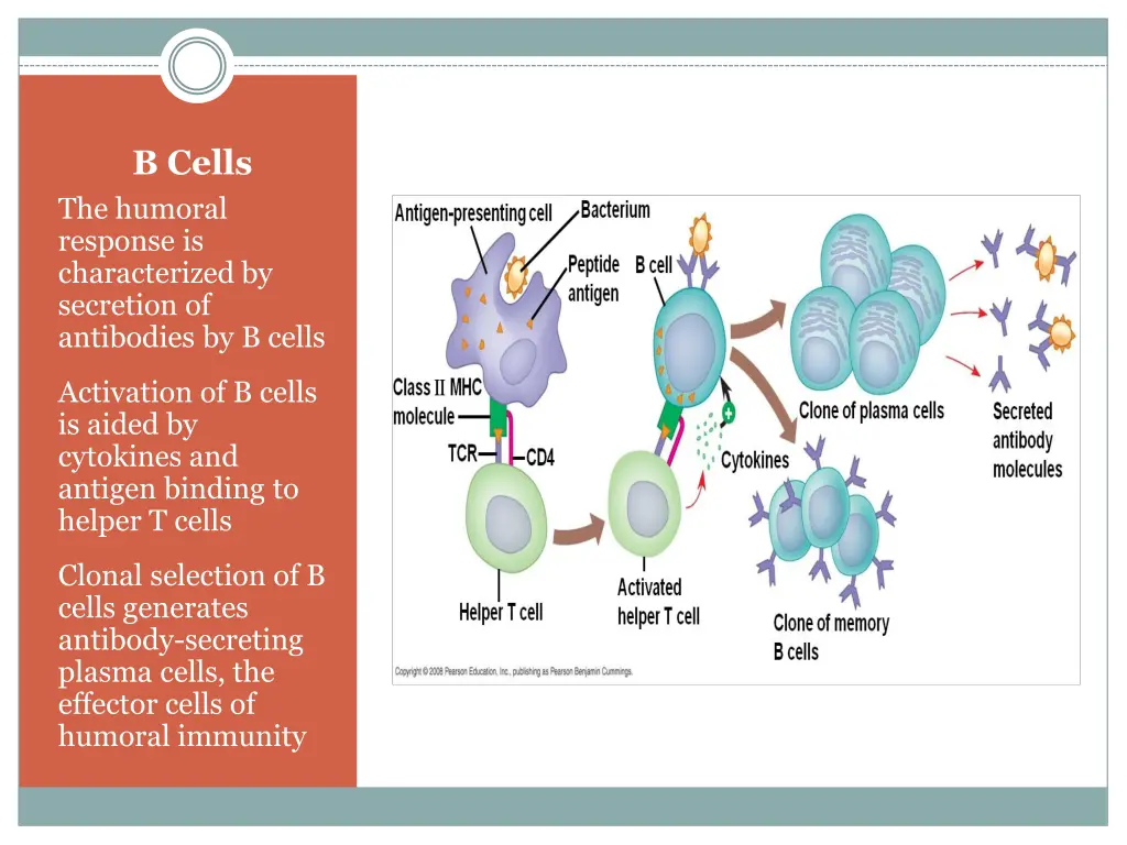 b cells