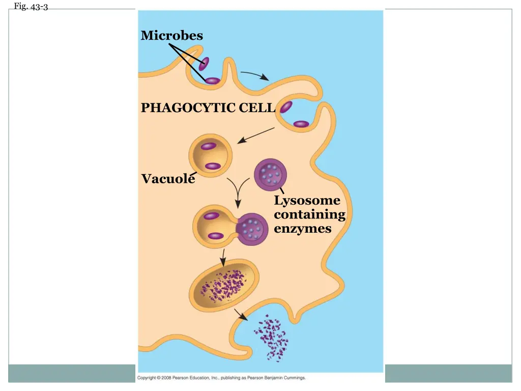 fig 43 3