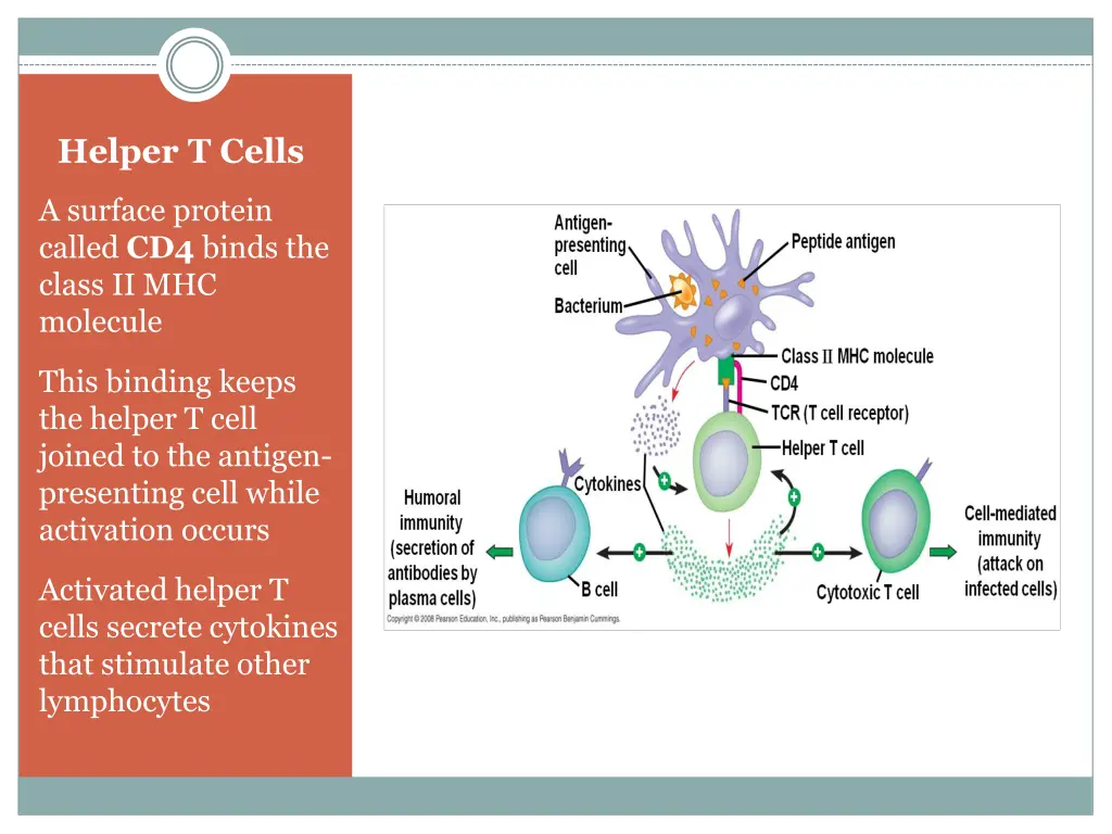 helper t cells