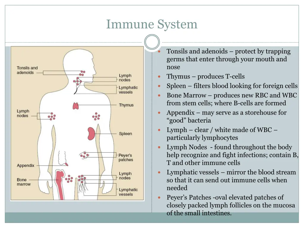 immune system