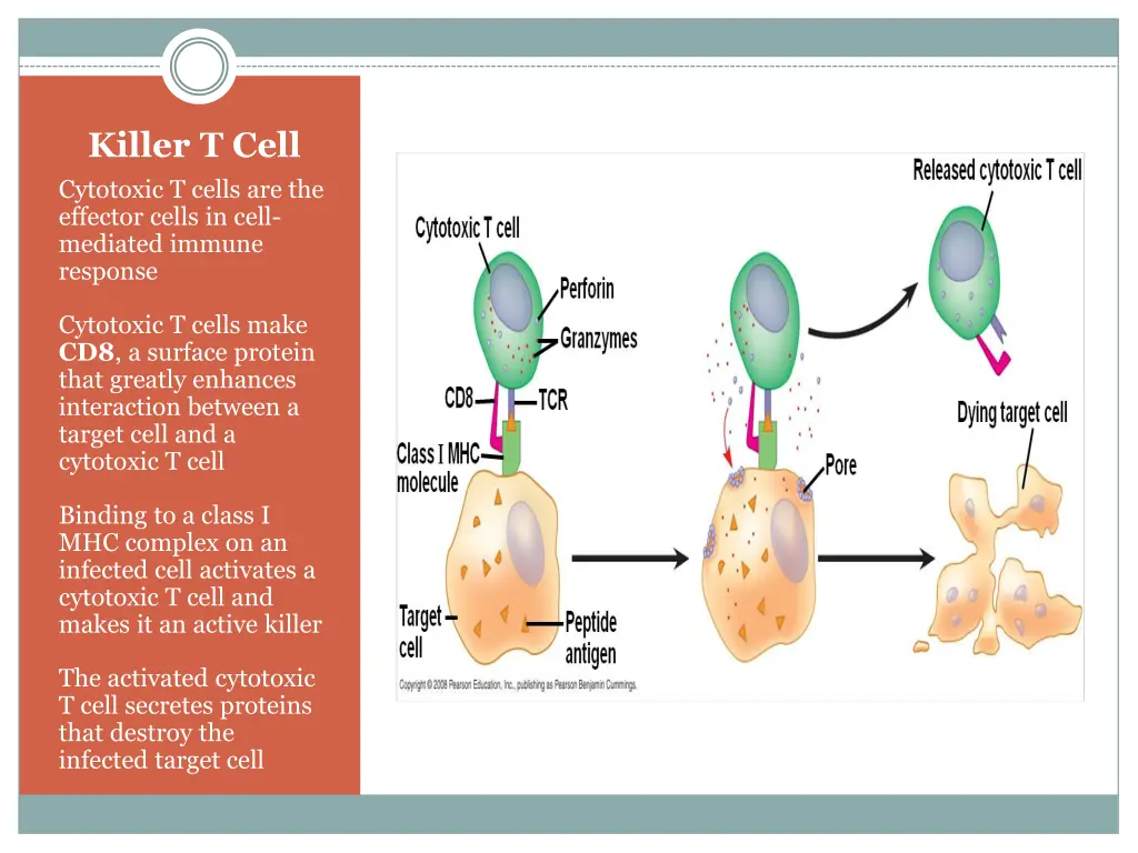 killer t cell cytotoxic t cells are the effector