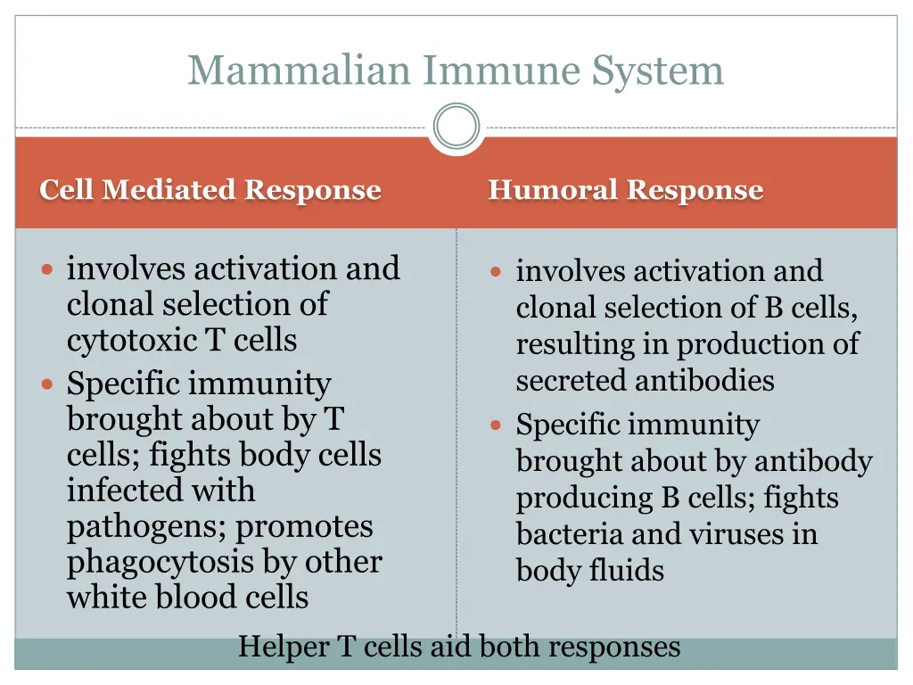 mammalian immune system