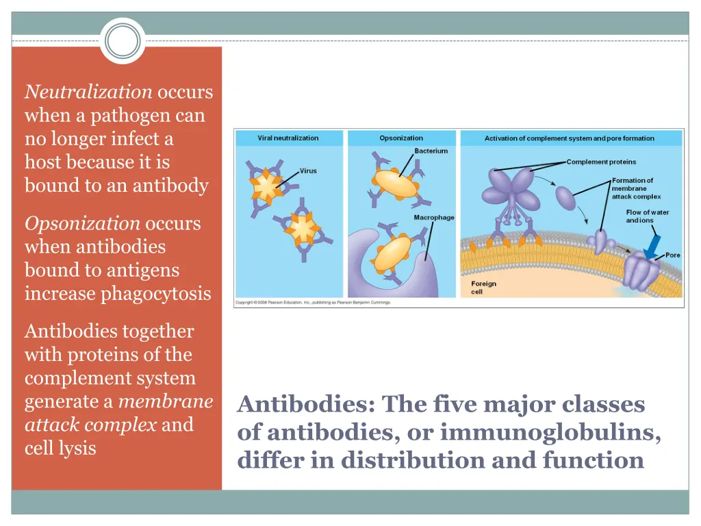 neutralization occurs when a pathogen