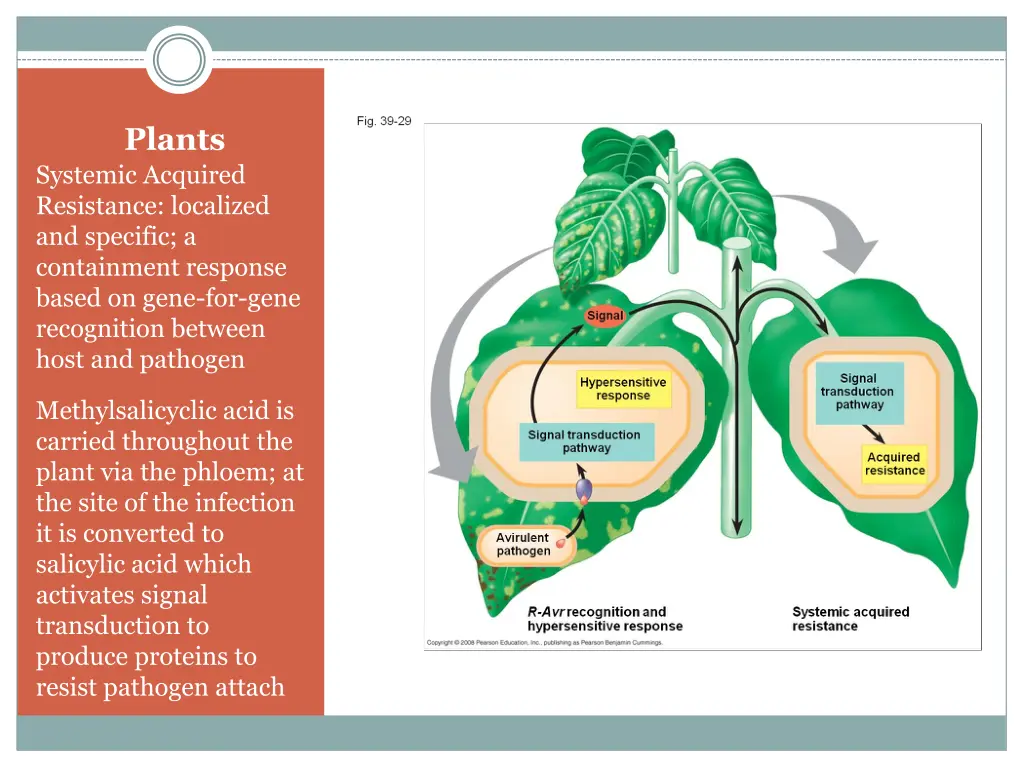 plants 1