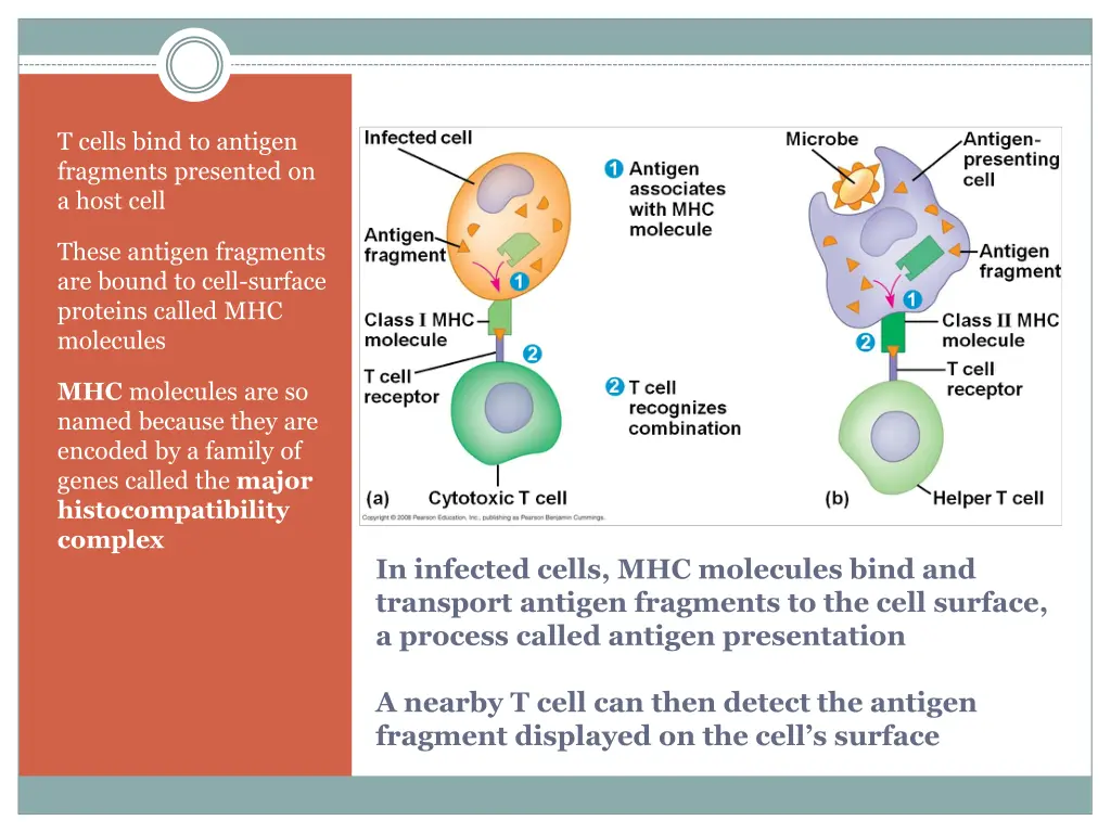 t cells bind to antigen fragments presented