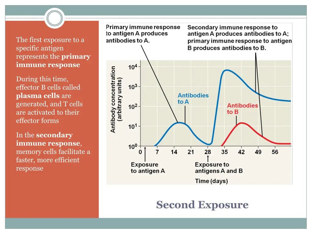 the first exposure to a specific antigen