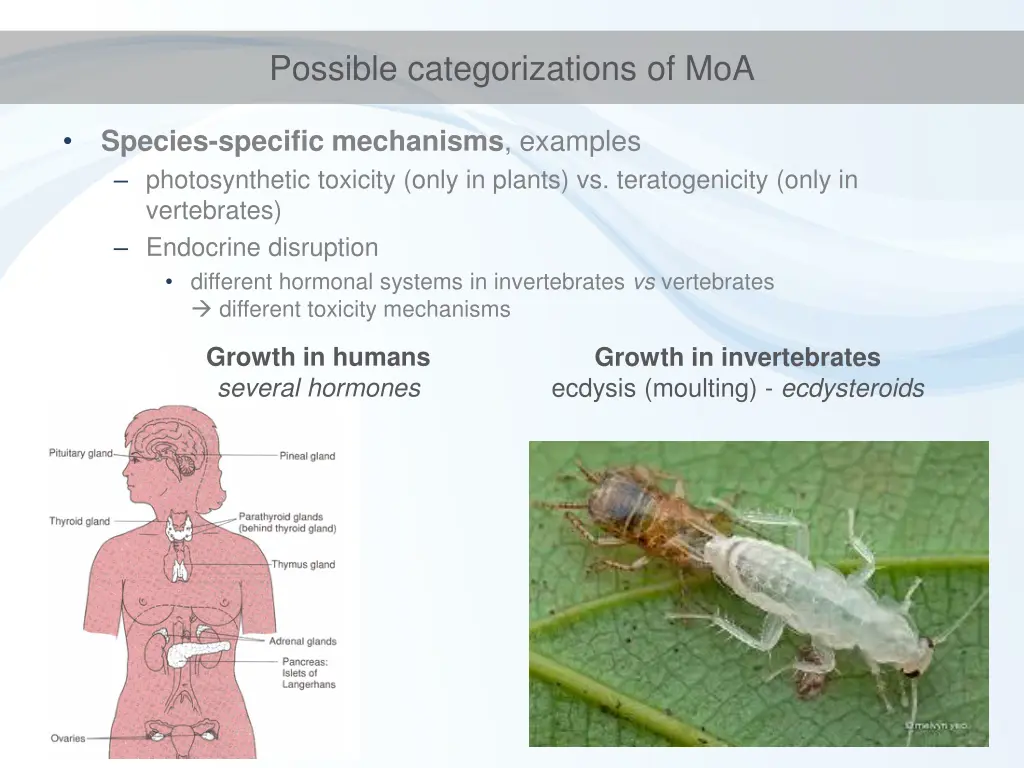 possible categorizations of moa 1