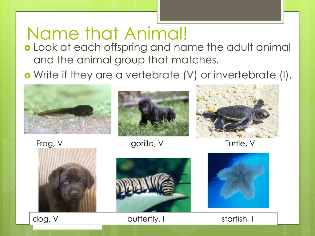 name that animal look at each offspring and name 1