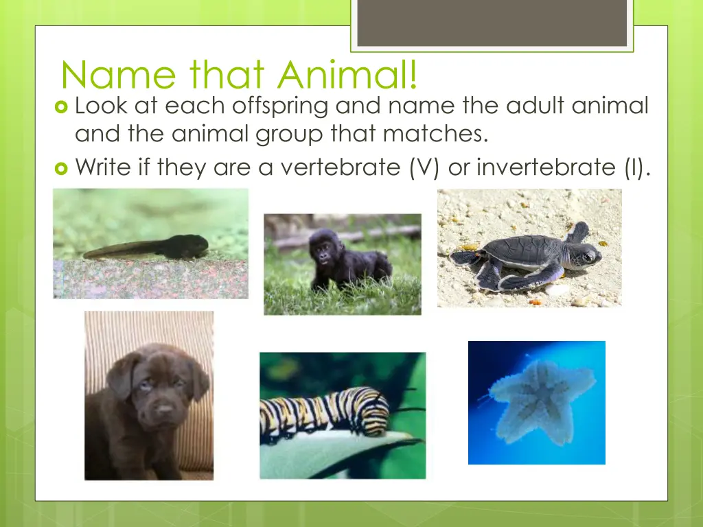 name that animal look at each offspring and name