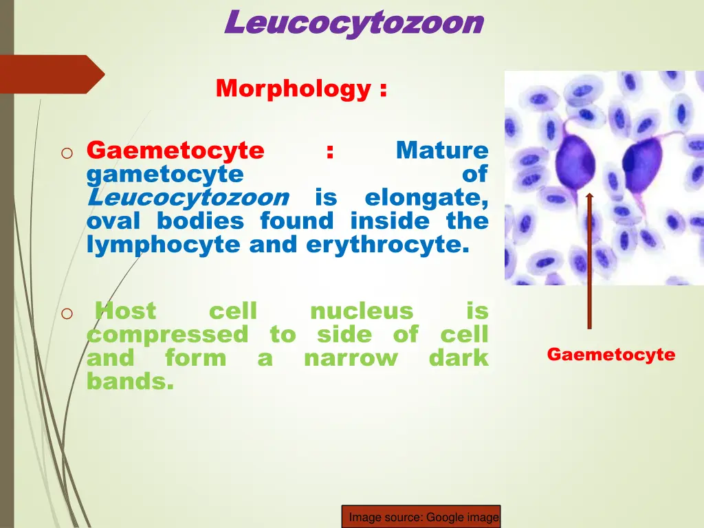 leucocytozoon leucocytozoon 1