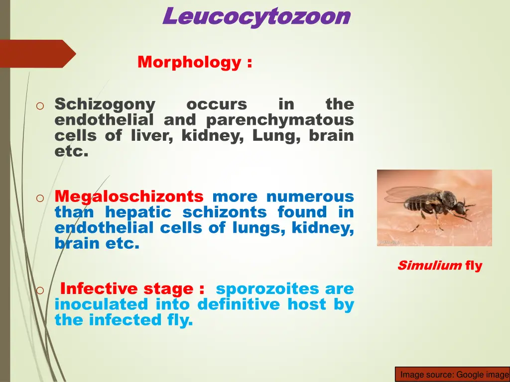 leucocytozoon leucocytozoon 2