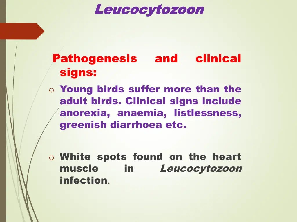 leucocytozoon leucocytozoon 3