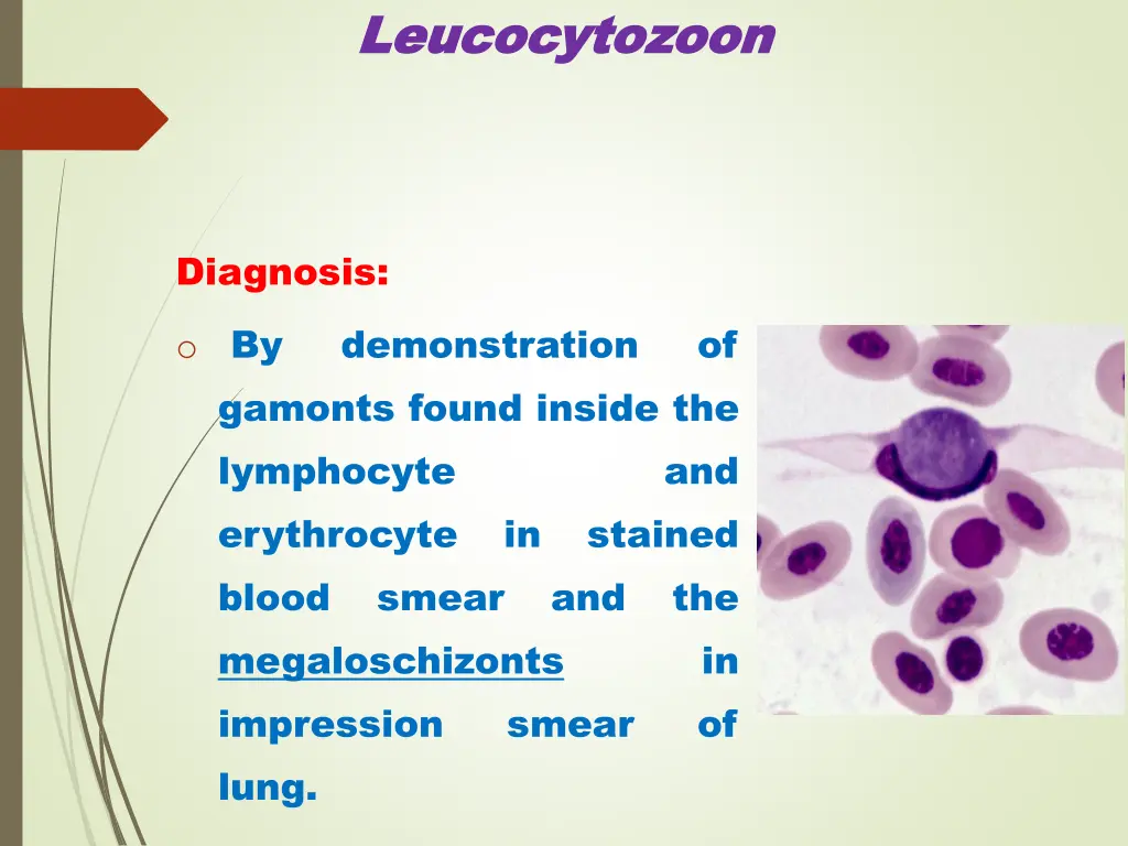 leucocytozoon leucocytozoon 4