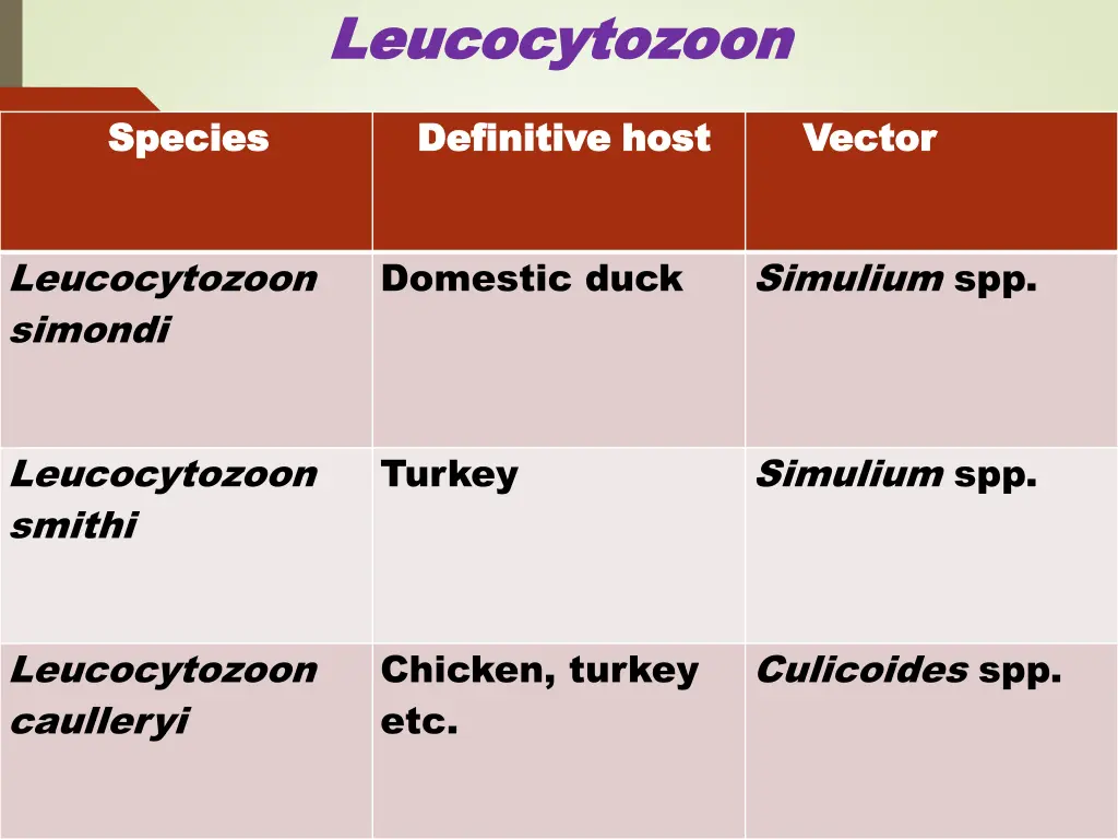 leucocytozoon leucocytozoon