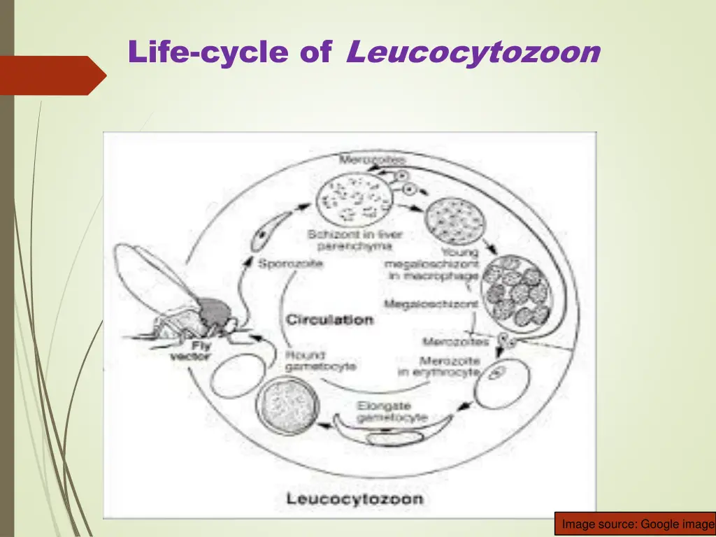 life cycle of leucocytozoon